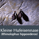 Fledermausart Kleine Hufeisennase