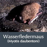 Fledermausart Wasserfledermaus